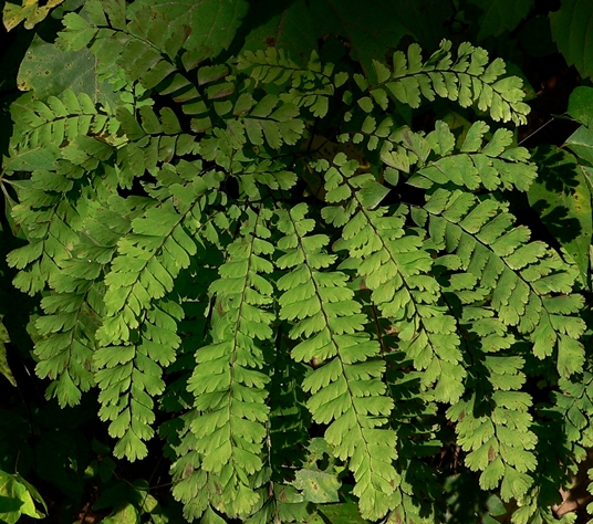 {Adiantum pedatum}